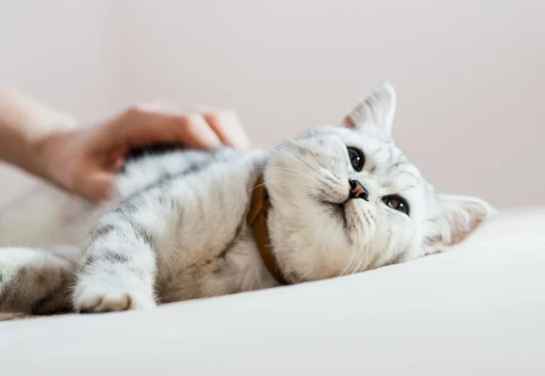 best home camera for pets