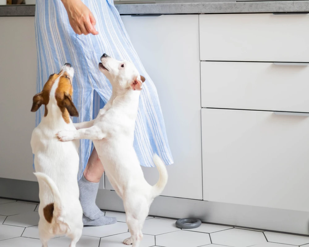 best automatic pet feeder